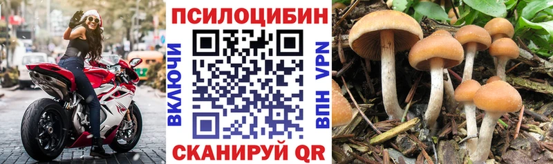 MEGA ONION  Находка  Псилоцибиновые грибы Psilocybine cubensis 
